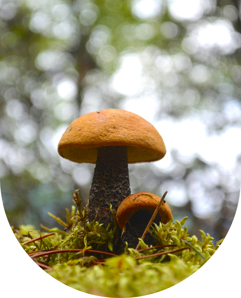 Диви гъби в гората